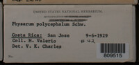 Physarum polycephalum image